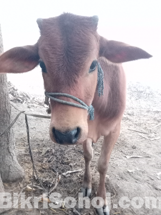 এড়ে গরু (বাছুর) বিক্রি হবে